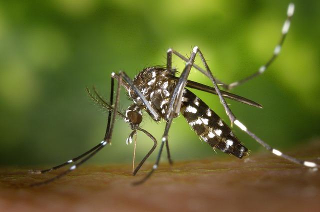 Komáry: Jak na ně s babskými radami