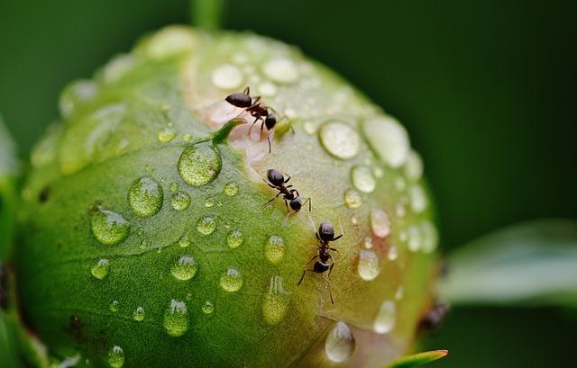 Mravenci: Babské rady, jak se jich zbavit