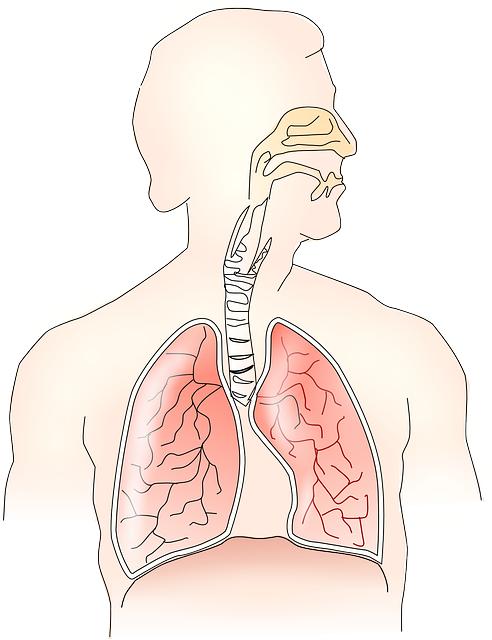 Jak průdušky ovlivňují naše dýchání