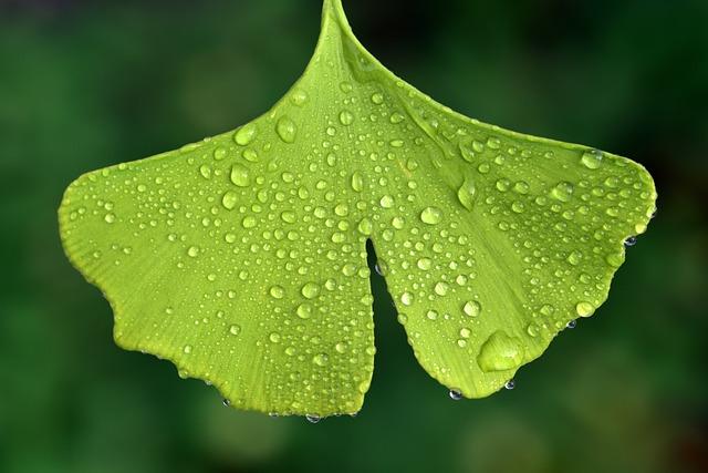 Ginko biloba pro zlepšení kognitivních funkcí